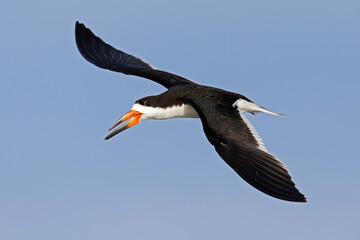 An American black skimmer (Rynchops niger) in flight.