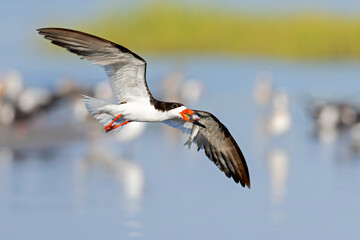 An adult American black skimmer (Rynchops niger) in flight with a huge fish.