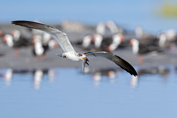 adult, agile, animal wildlife, avian, beach, beauty, bird, bird in flight, black skimmer, charadriiformes, close up, coast, coastal, coastline, daylight, fast, feather, flight, fly, freedom, gull, hov