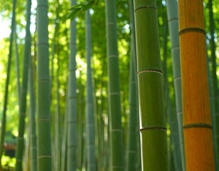 Fototapeta premium Sunlit Bamboo Forest Grove Scene