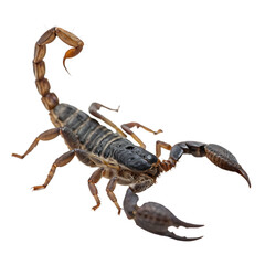 A dangerous scorpion with a raised stinger tail isolated on a transparent background png