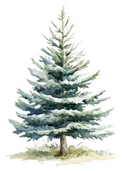 Obraz premium PNG Dwarf alberta spruce art illustration watercolor.