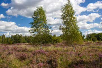 Heathland in National Park Maasduinen in the Netherlands