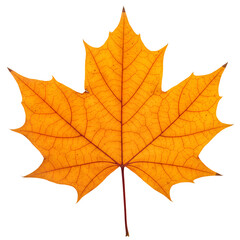 Fototapeta premium Autumn maple leaf PNG. Orange autumn fall maple leaf top view flat lay isolated. Luscious maple leaf png