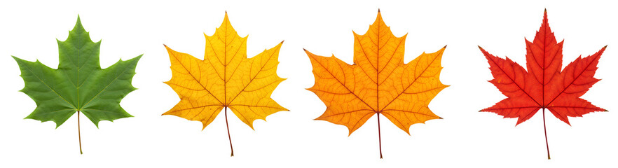 Obraz premium Autumn maple leaf set PNG. Green, yellow, orange, and red maple leaves top view flat lay isolated. Colorful maple leaves PNG. Autumn leaf set with seasonal shades of green, yellow, orange and red