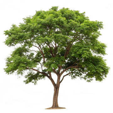 A large green Tamarind tree which produces edible pods isolated on a transparent background png
