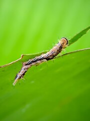 macro of a green caterpillar