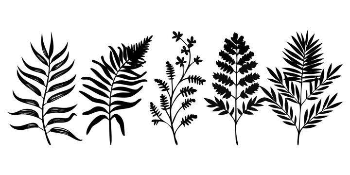 Fern Leaf Botanical Silhouette Vector Illustration Set Isolated on White Background for Nature Design.