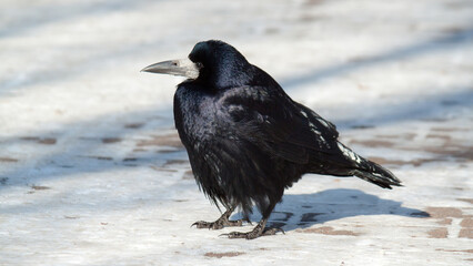 raven in the snow