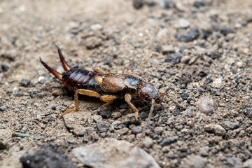 the bug on the ground