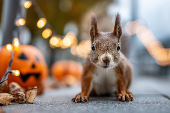 Cute squirrel sitting under string lights with glowing jack-o-lanterns, magical evening scene, cozy and funny, blank banner space, halloween mood - Powered by Adobe