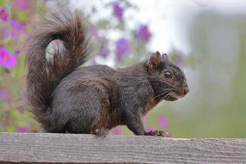 Eurasian red squirrel (Sciurus vulgaris) on a fence © Viktor
