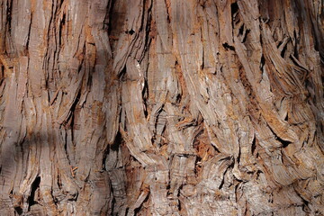 Bark of an old tree as a background. Close-up