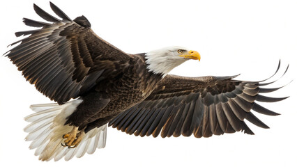 Fototapeta premium A majestic bald eagle soars gracefully through the air with its wings fully extended against white sky
