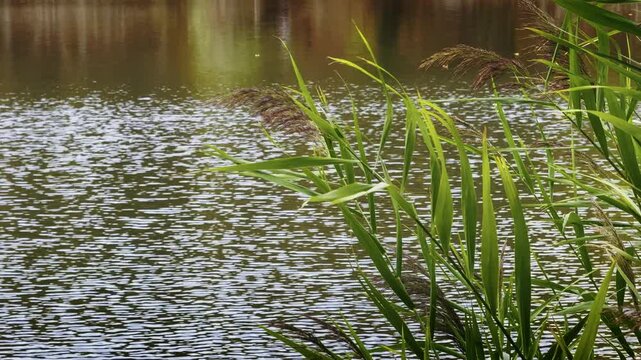 Plant Reeds near the Lake Water