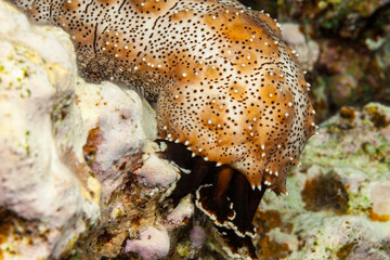 Egypt, Dahab, Sea Cucumber (Holothuroidea, fam.)