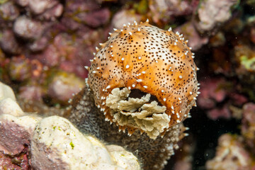 Egypt, Dahab, Sea Cucumber (Holothuroidea, fam.)