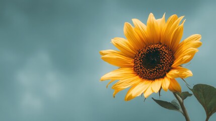 Obraz premium Vivid yellow sunflower in full bloom with a clean blue sky background symbolizing summer positivity and nature beauty.