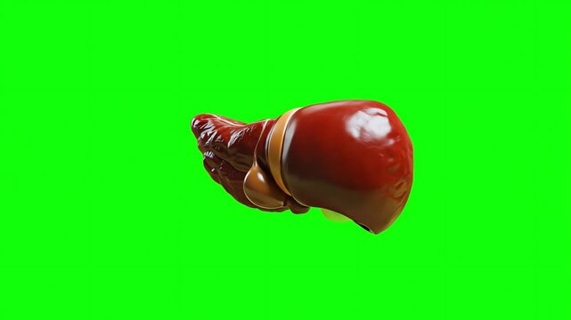 Realistic Pancreas Medical Illustration on Greenscreen
