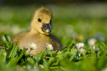 Cute fluffy baby greylag goose captured while resting and grazing among flowers in springtime