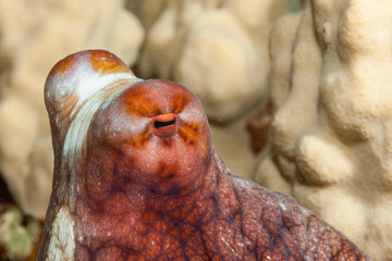 Egypt, Dahab, Common Octopus (Octopus vulgaris)