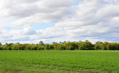 Fototapeta premium Green field under a cloudy sky with a line of trees in the distance wallpaper