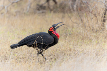 Southern Ground Hornbill (Bucorvus leadbeateri; formerly known as Bucorvus cafer) eating a prey in Kruger National Park in South Africa