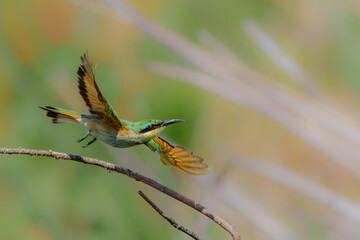 Little bee-eater (merops pusillus) hunting on the riverbank of the Chobe River in Chobe National Park in Botswana
