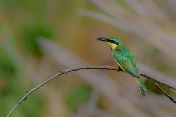 Little bee-eater (merops pusillus) hunting on the riverbank of the Chobe River in Chobe National Park in Botswana