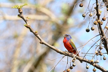 Colorful bird on a spring branch.