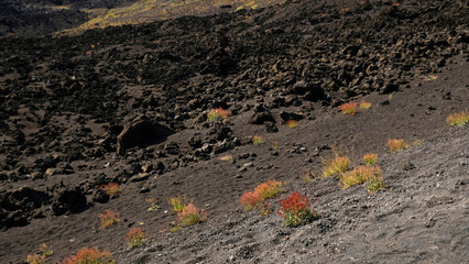 Close-up of raw, desolate volcanic landscape of Mount Etna in Sicily. Contrasting textures of black volcanic rock, dark volcanic ash, and patches of resilient vegetation. Travel, nature, geology.