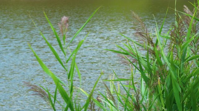 Plant Reeds near the Lake Water