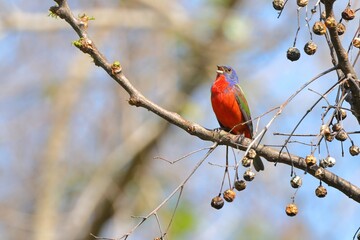 Colorful bird perched on a branch.