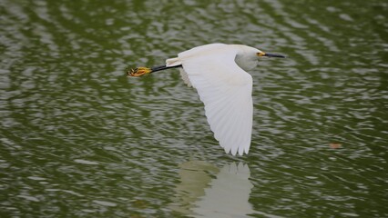 White Egret in Flight Over Water