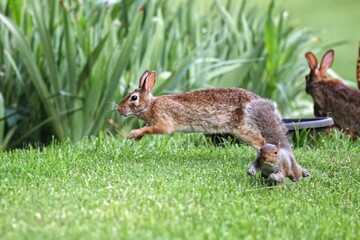 Rabbit leaping over squirrel in garden.