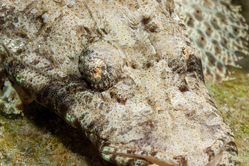 Egypt, Dahab, Crocodilefish (Cociella crocodila)