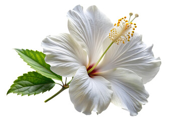 Elegant Single White Hibiscus Flower – Subtle – Isolated on White Background – PNG – GENERATIVE AI