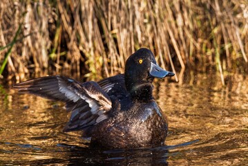Tufted Duck in a Pond