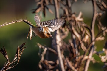 Bird in flight among branches