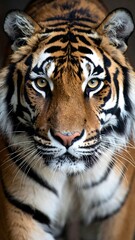 Naklejka premium Tiger Closeup Portrait, Zoo Setting