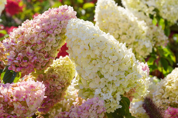Beautiful blooming pink, red and white hortensia, hydrangea paniculata flowers in a summer garden...