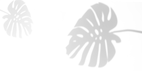 shadow overlay effects of realistic natural monstera shadow on wall background,Summer sunlight and shadow overlay effect,summer dappled shadow on wall