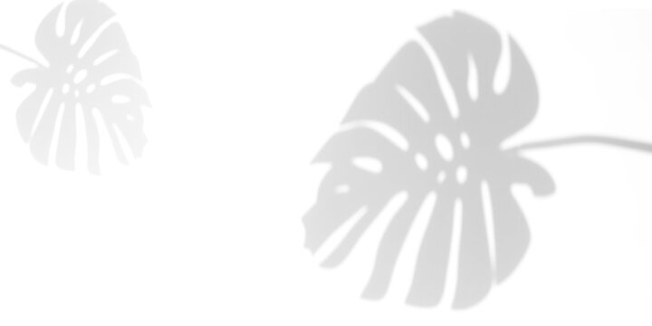 shadow overlay effects of realistic natural monstera shadow on wall background,Summer sunlight and shadow overlay effect,summer dappled shadow on wall - Powered by Adobe