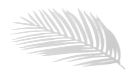 shadow overlay effects of realistic natural palm branch shadow on wall background,Summer sunlight and shadow overlay effect,summer dappled shadow on wall