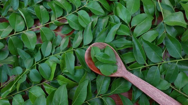 Curry leaves. Selective focus. Green leaves. Bergera koenigii.