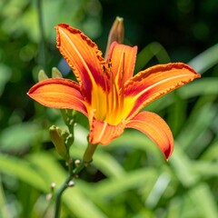 Vibrant orange daylily in bloom, detailed petals, green foliage background