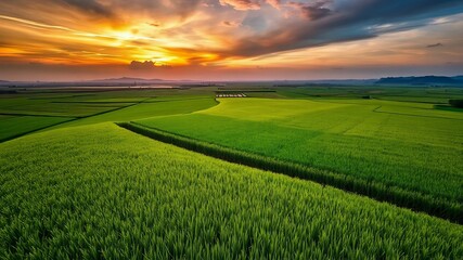 Fototapeta premium sunset over green field