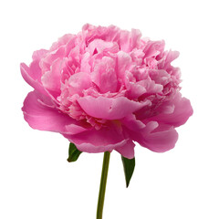Fototapeta premium A vibrant pink peony flower, isolated on a transparent background, showcasing its delicate petals and stem. background removed