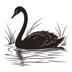 Swan swimming in golden light silhouette