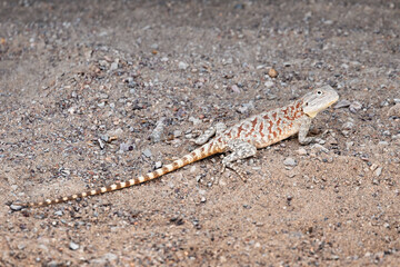 Agama lizard resting on gravel in its natural desert habitat